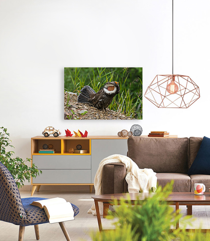 Male Sooty Grouse Reproduction