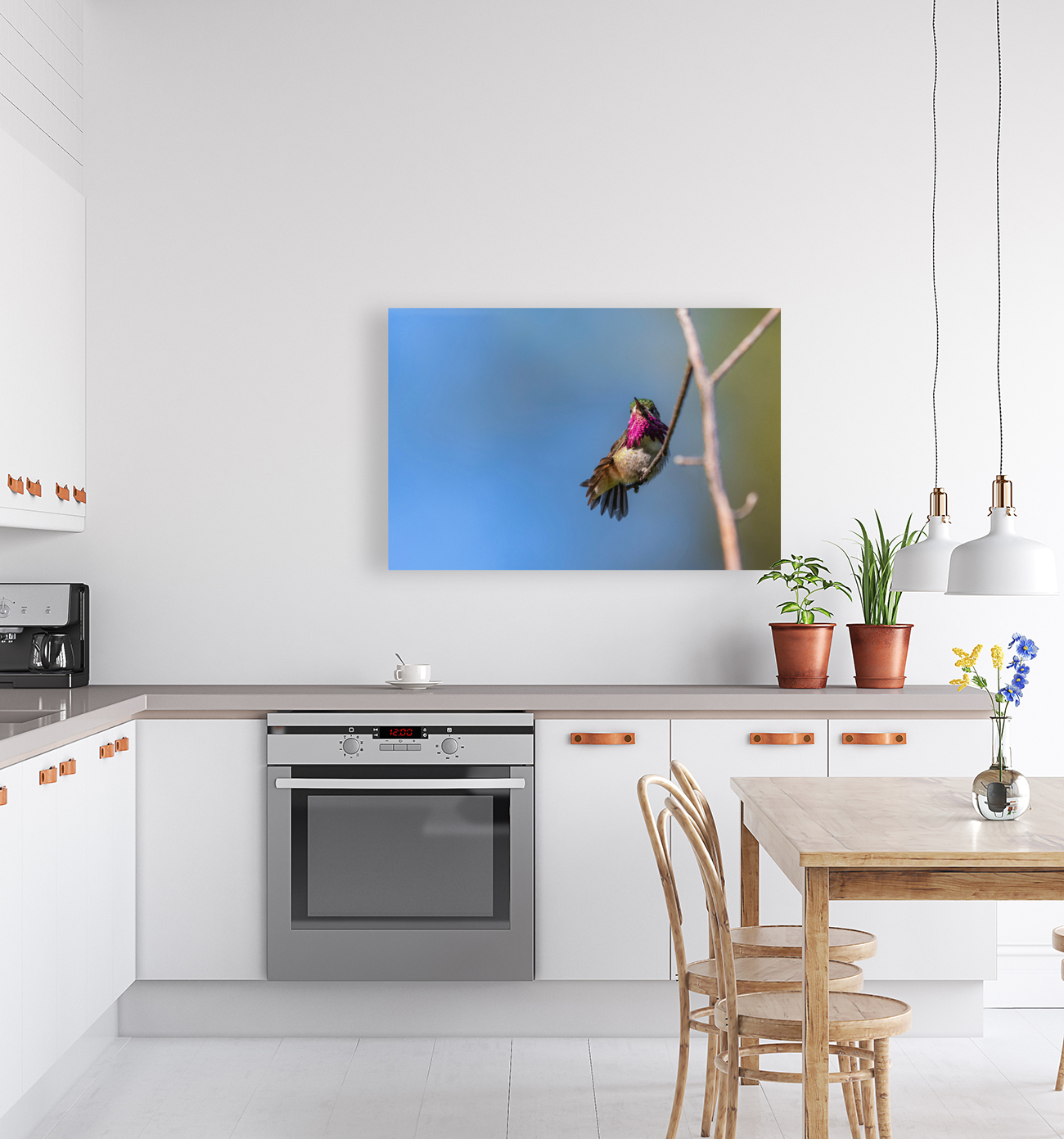 Male Calliope Hummingbird Reproduction