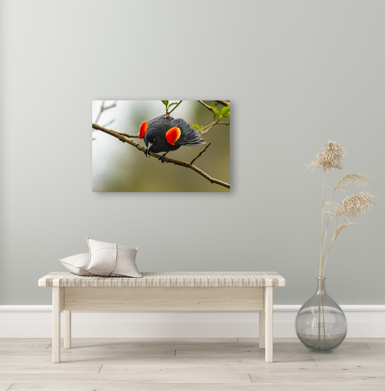 Male Red-Winged Blackbird Reproduction