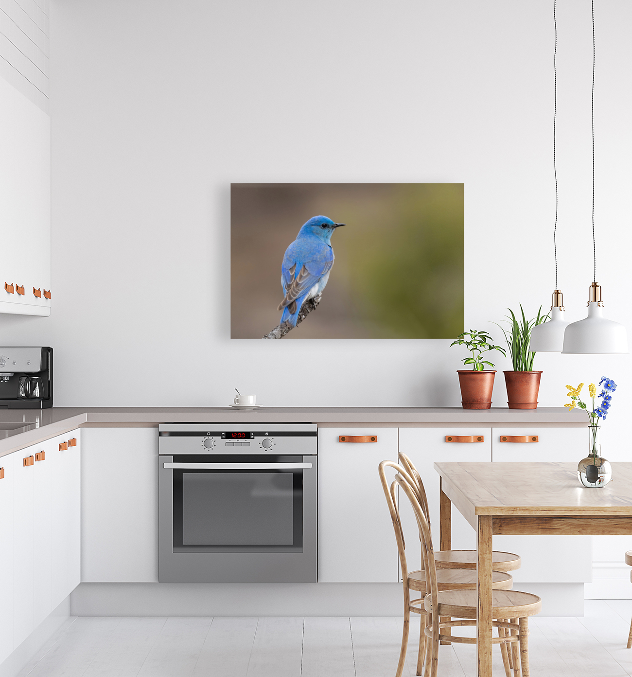 Male Mountain Bluebird Reproduction