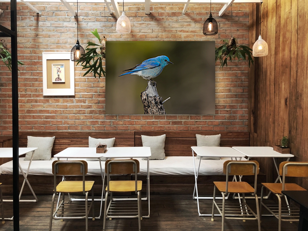 Male Mountain Bluebird Reproduction