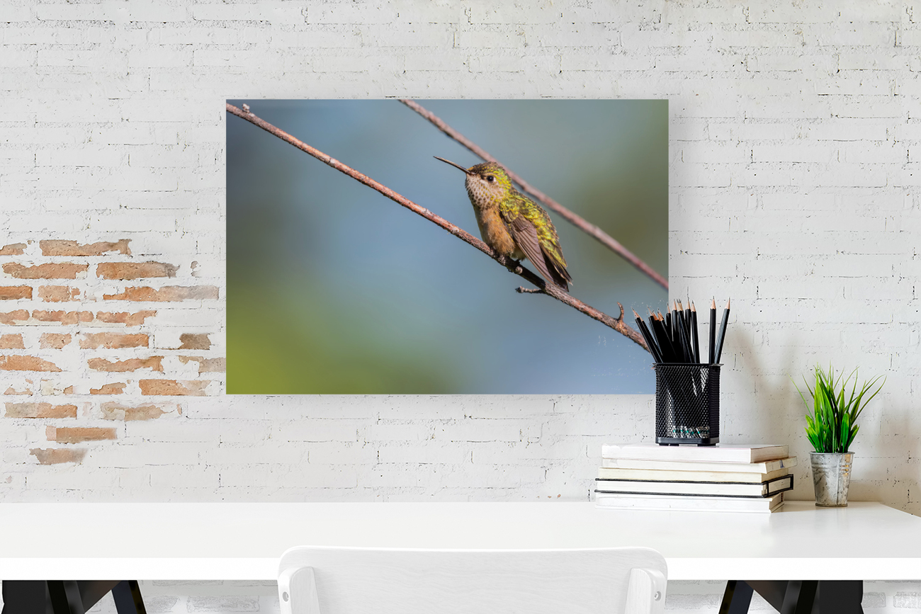 Female Calliope Hummingbird Reproduction