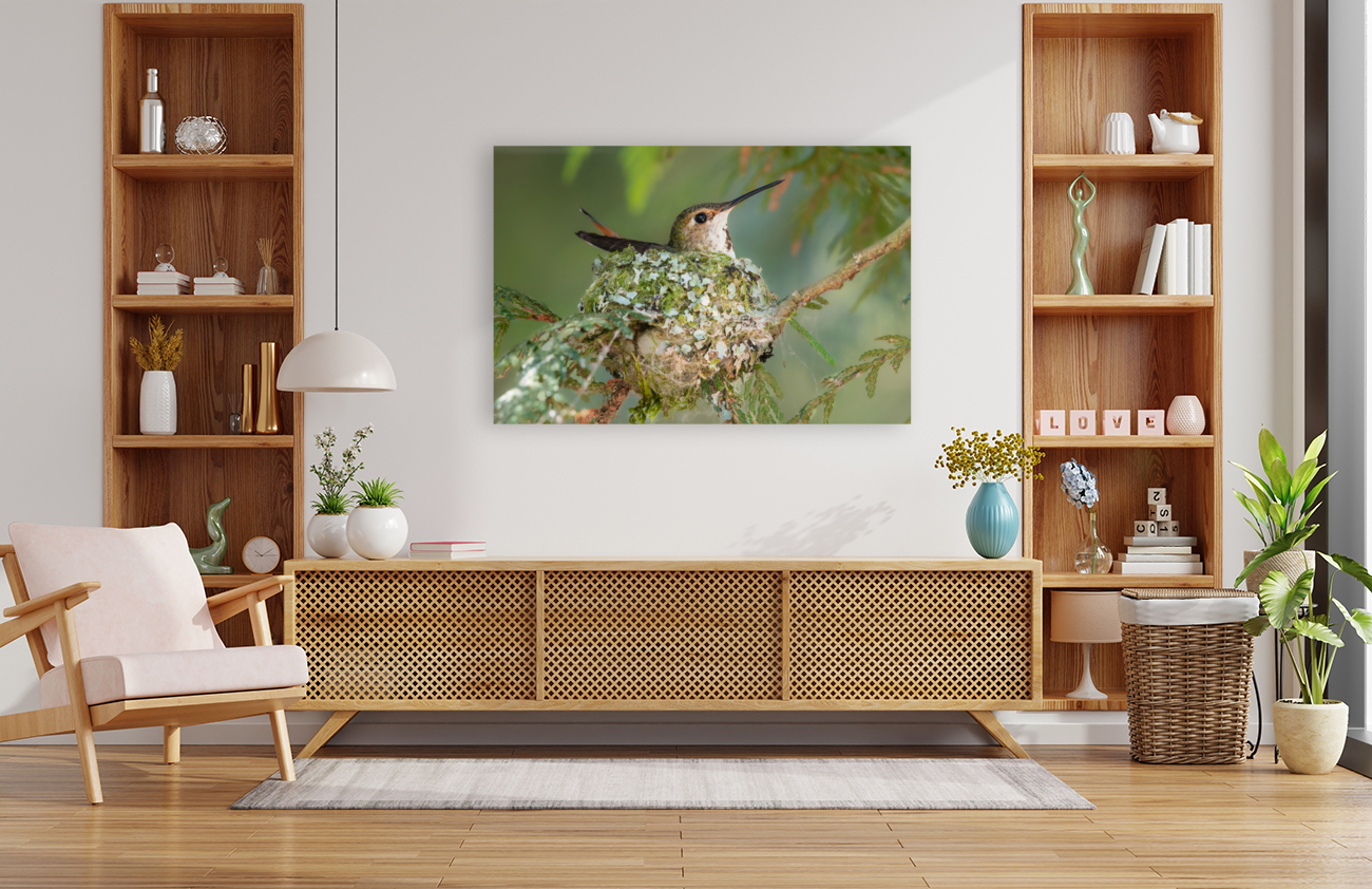 Female Rufous Hummingbird Reproduction