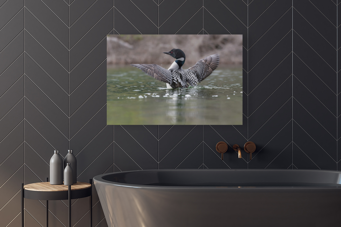 Common Loon Reproduction