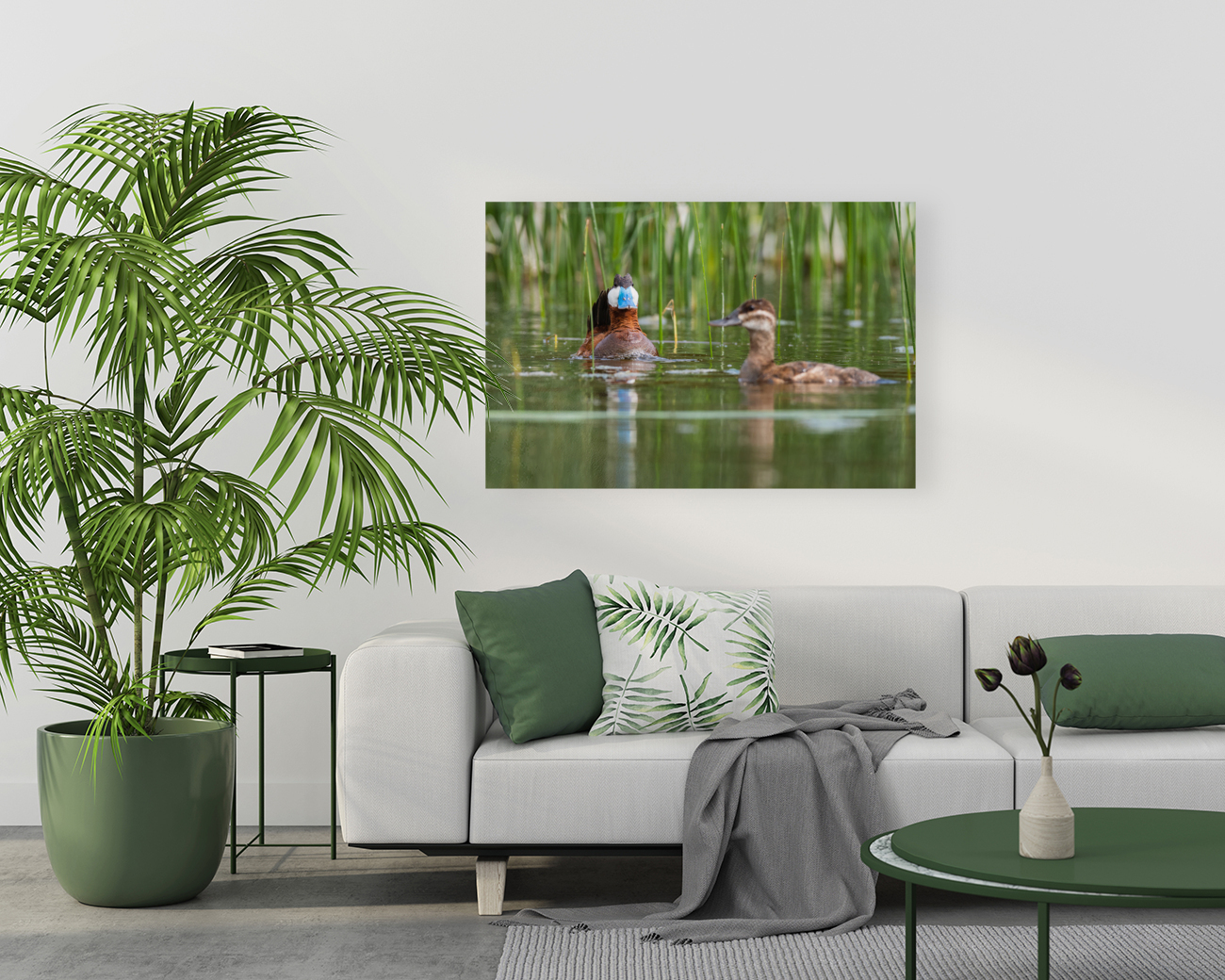 Ruddy Ducks Reproduction