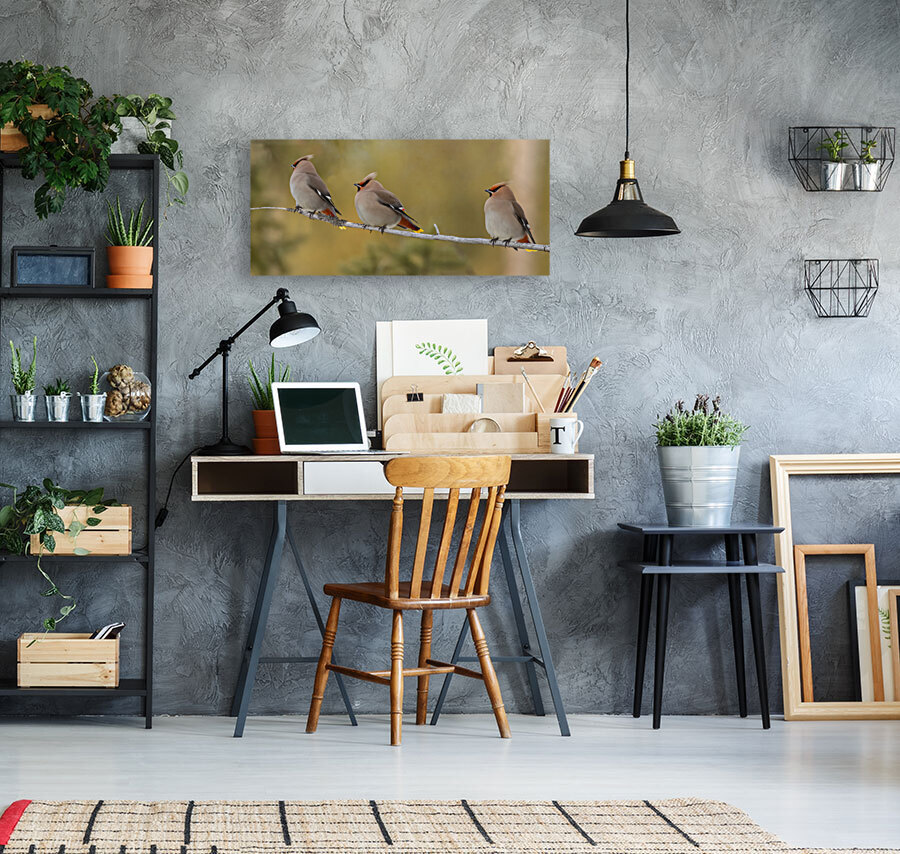 Bohemian Waxwings Reproduction