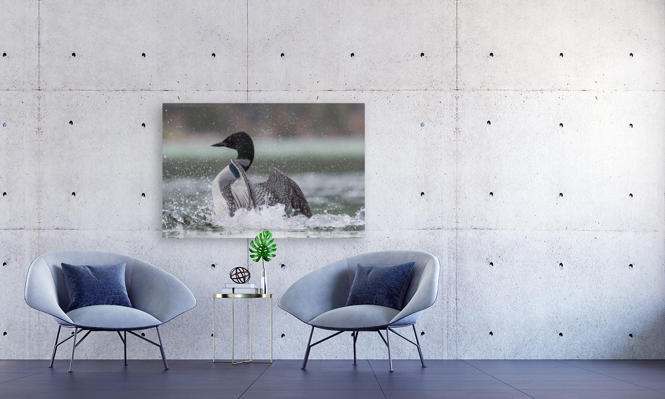 Common Loon Reproduction