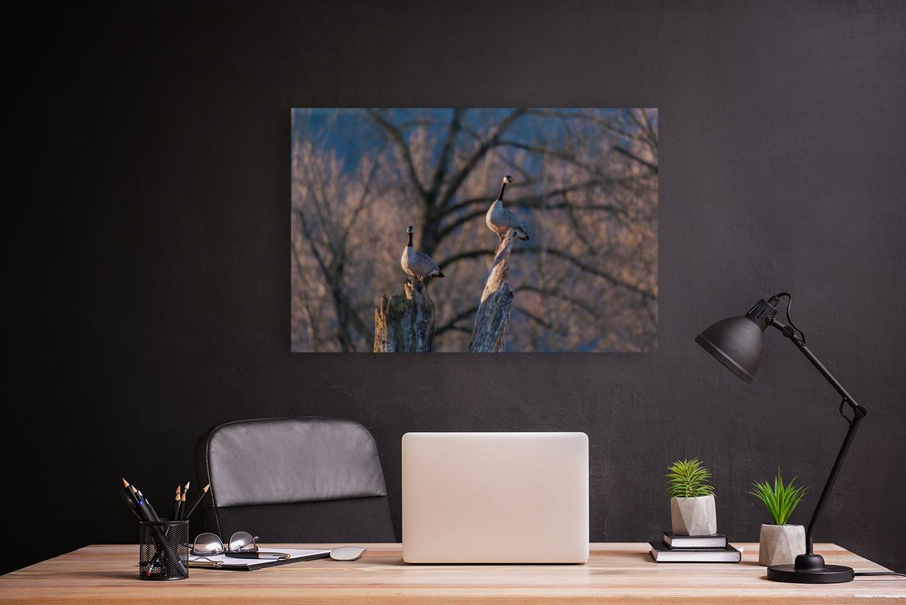 Canadian Geese Reproduction