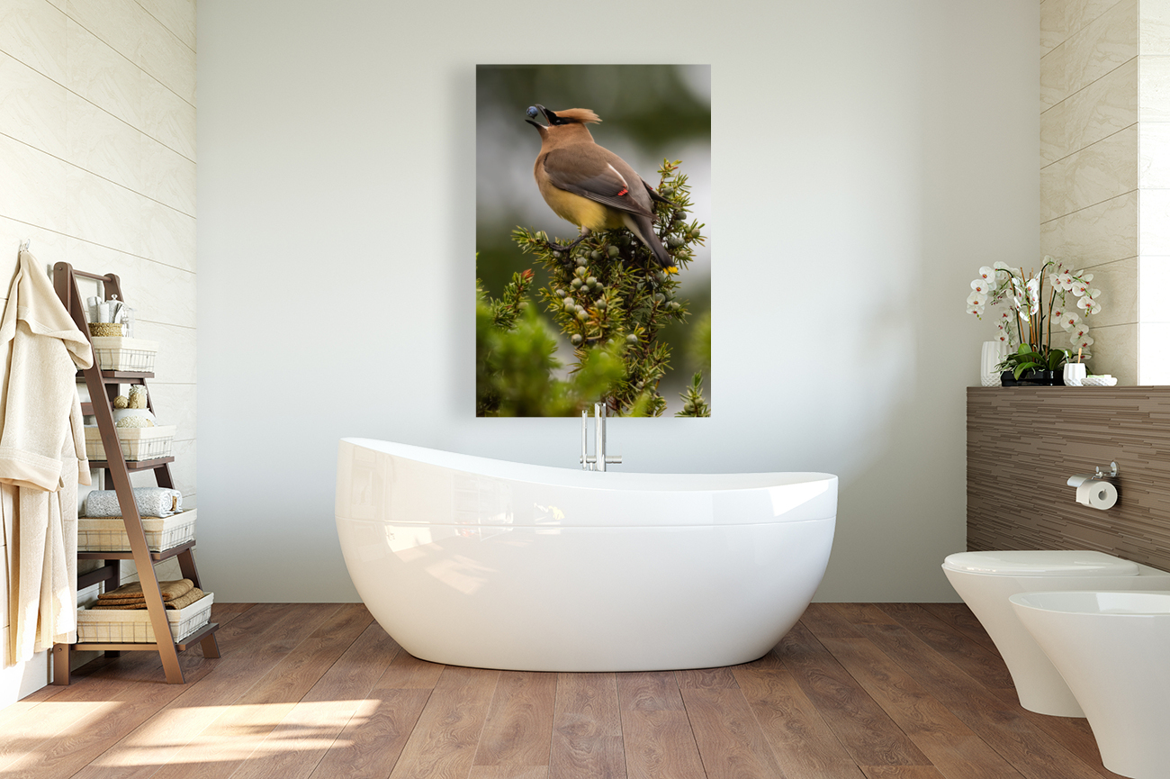 Cedar Waxwing Reproduction