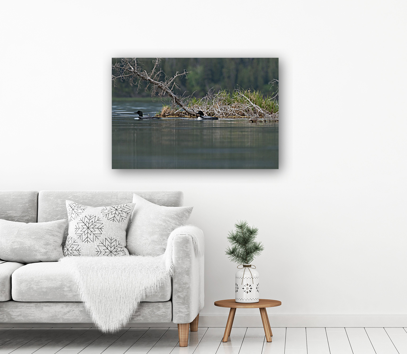 Common Loons Reproduction