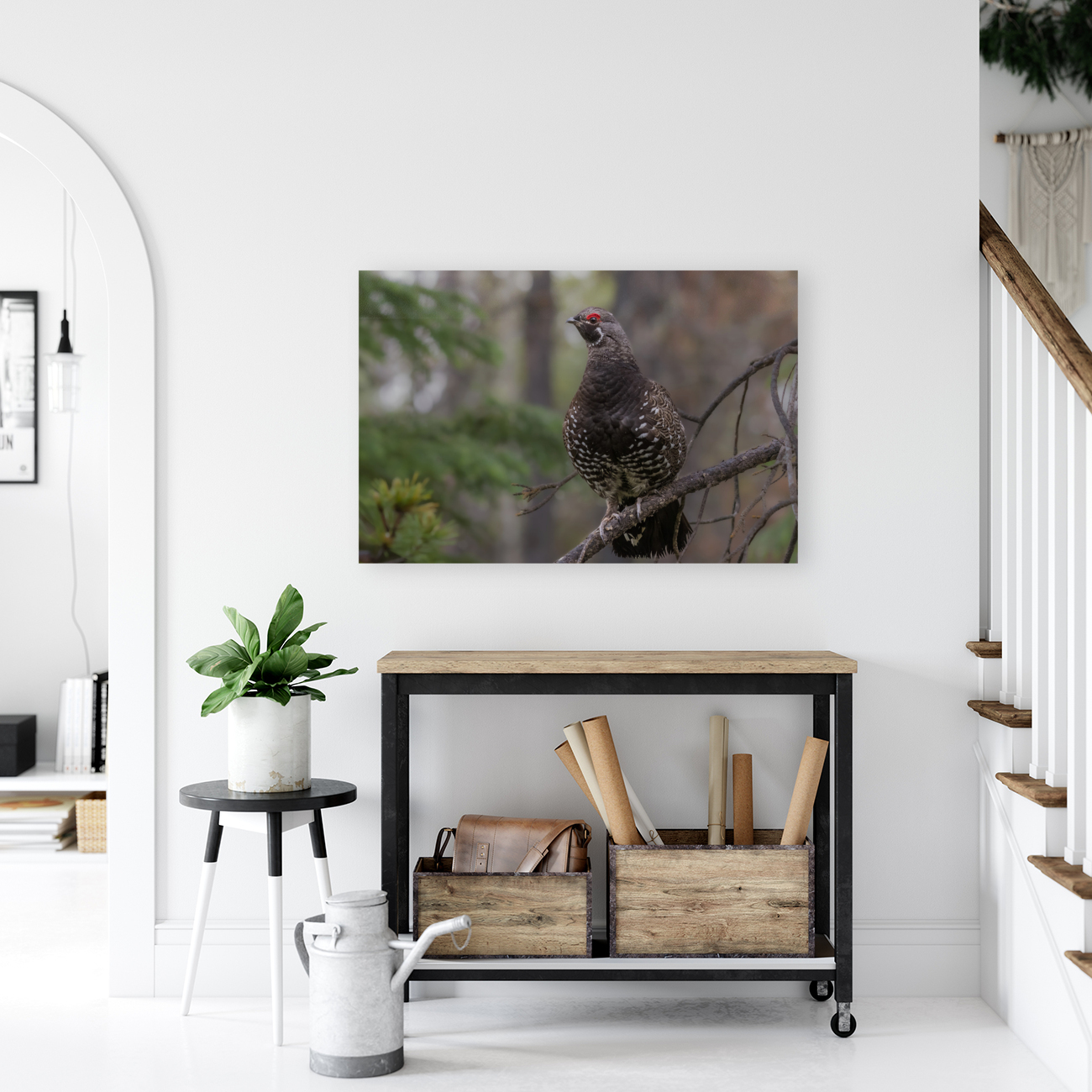 Male Spruce Grouse Reproduction