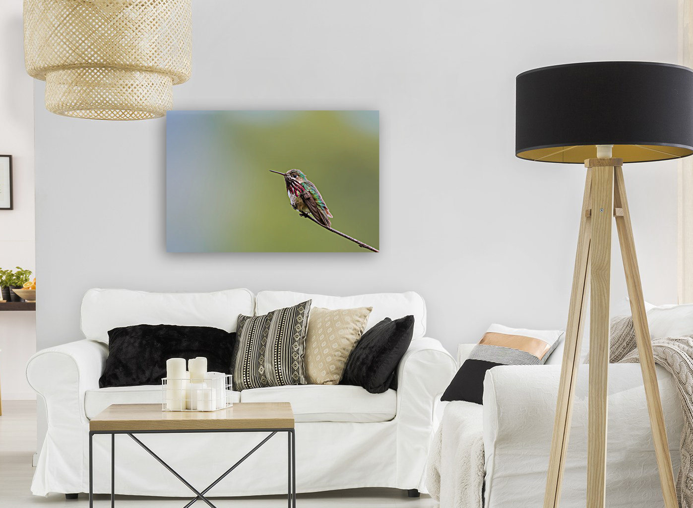 Male Calliope Hummingbird Reproduction