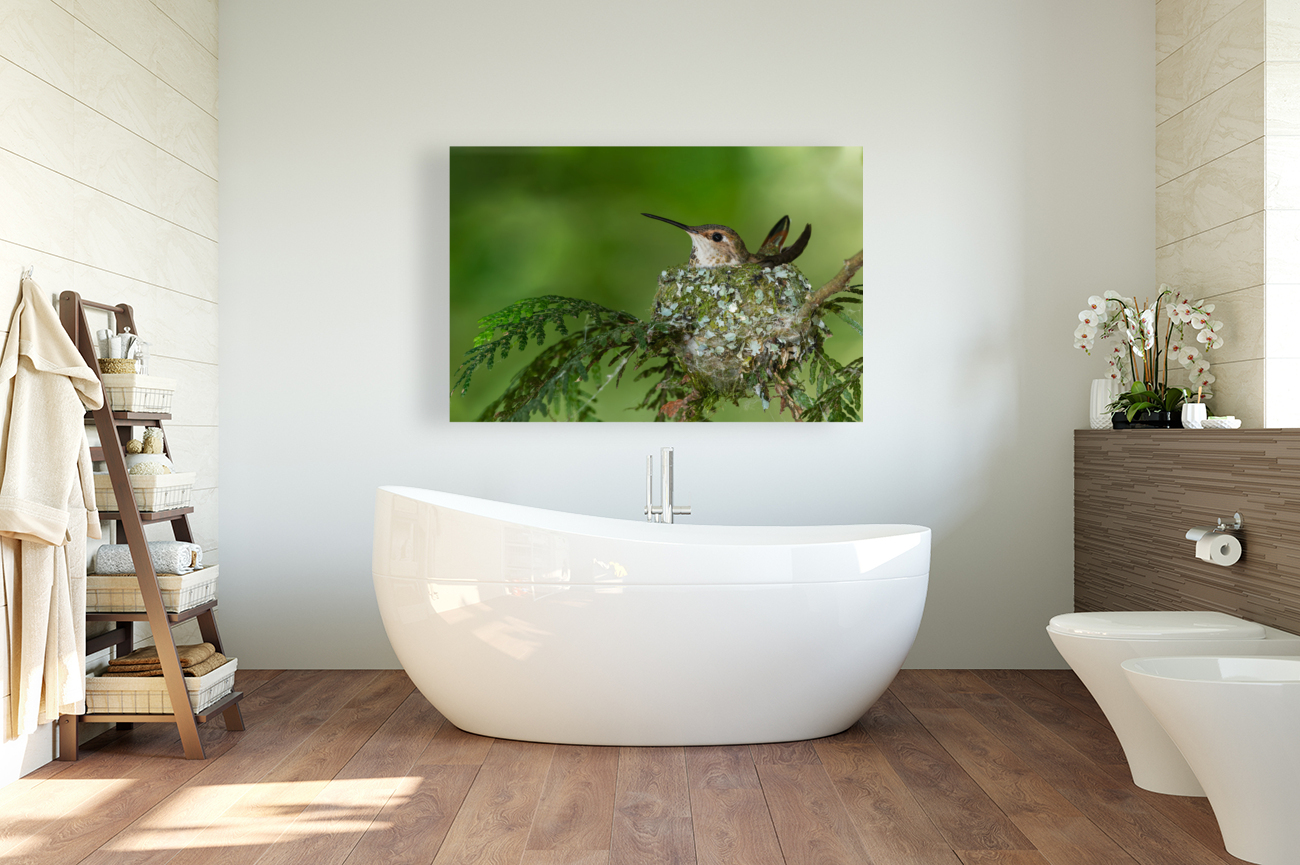 Female Rufous Hummingbird Reproduction