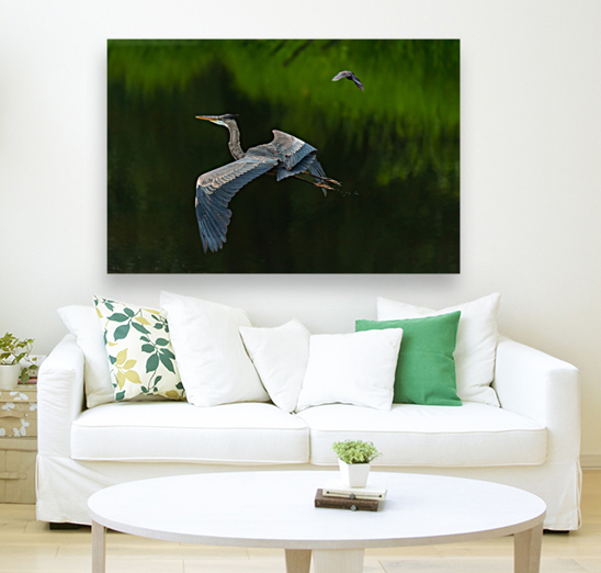 Great Blue Heron Reproduction