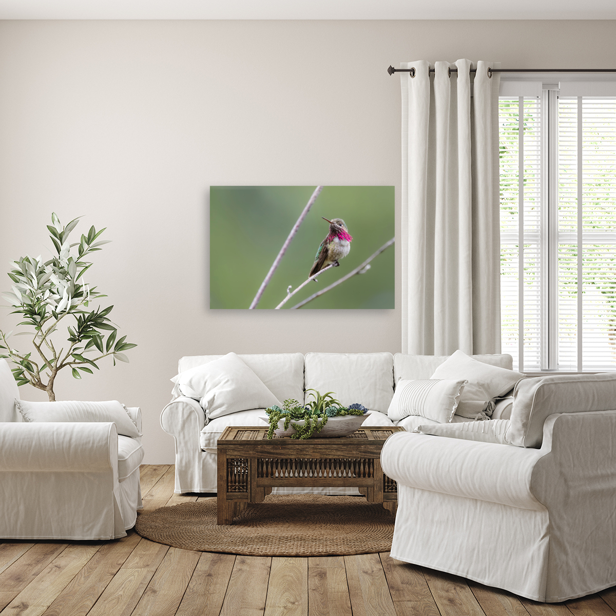 Male Calliope Hummingbird Reproduction