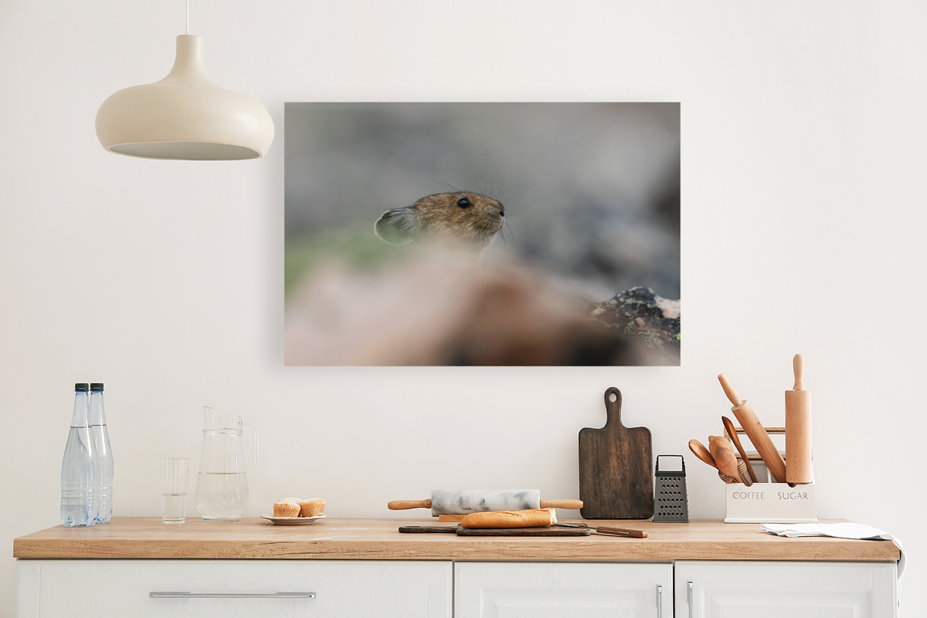 American Pika Reproduction