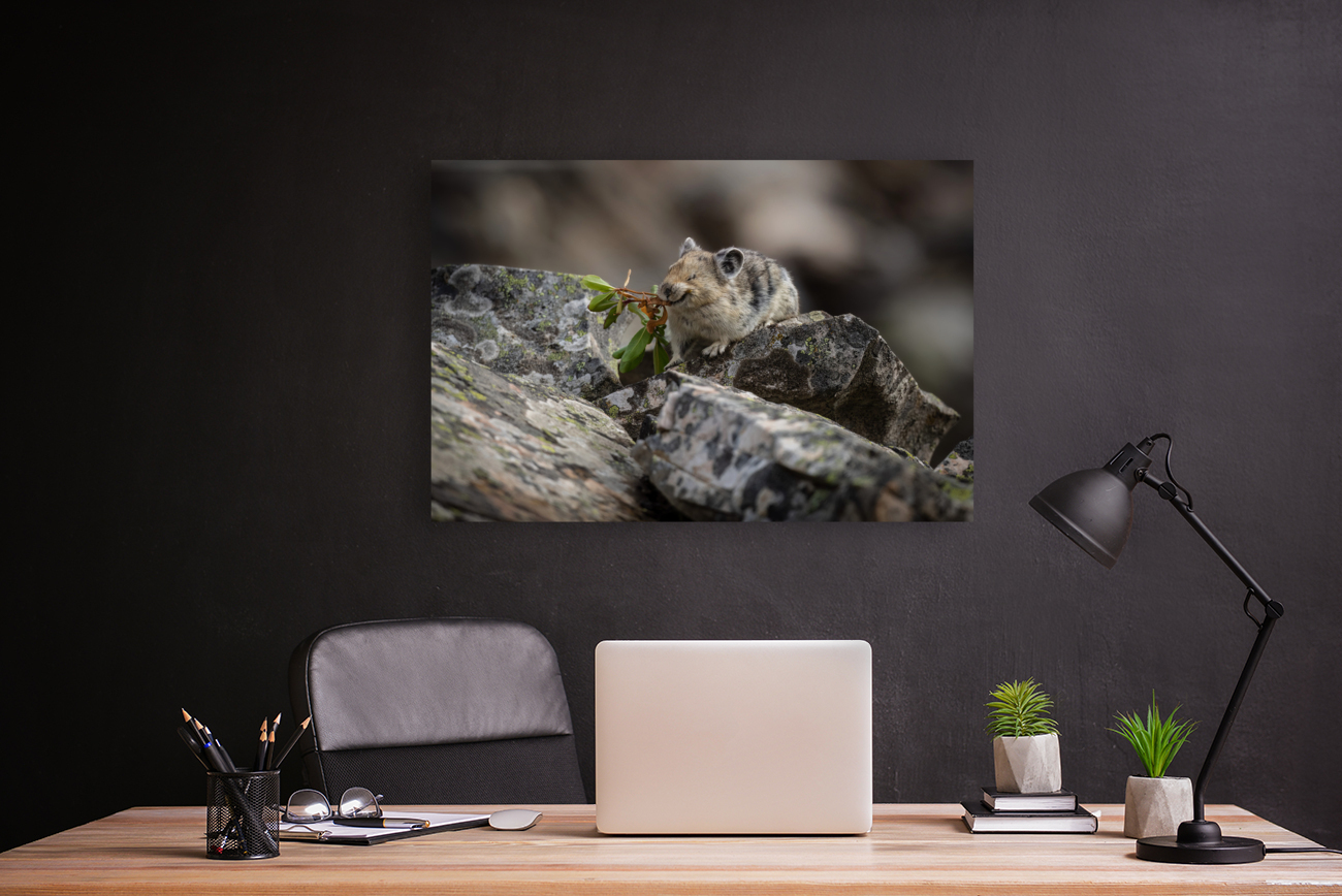 American Pika Reproduction