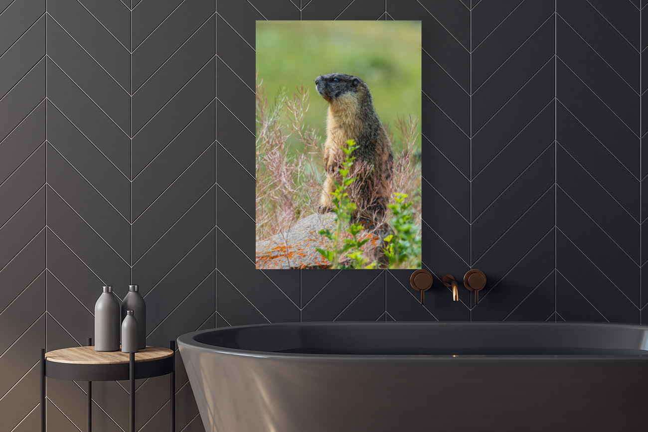 Yellow-bellied Marmot Reproduction