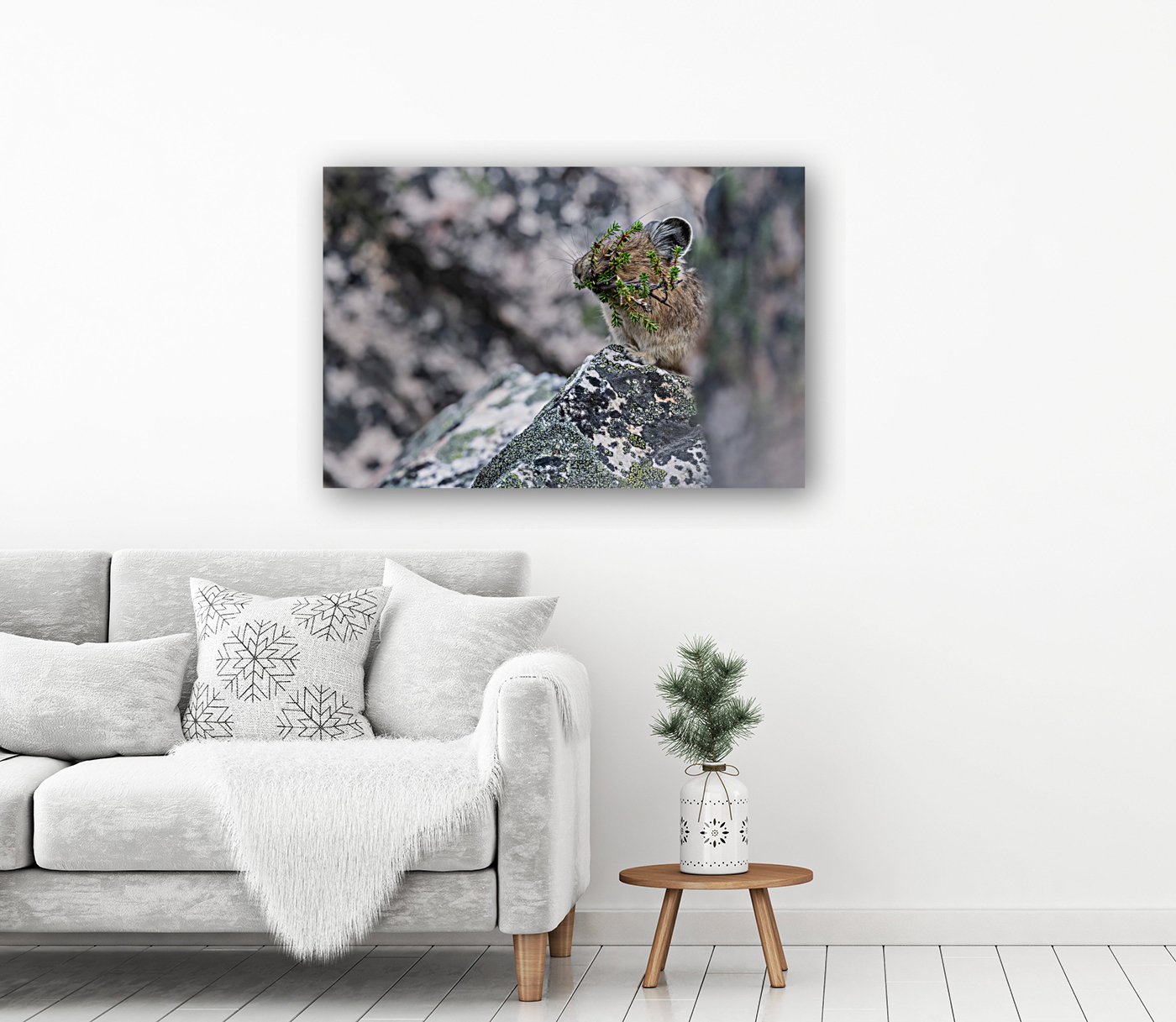 American Pika Reproduction