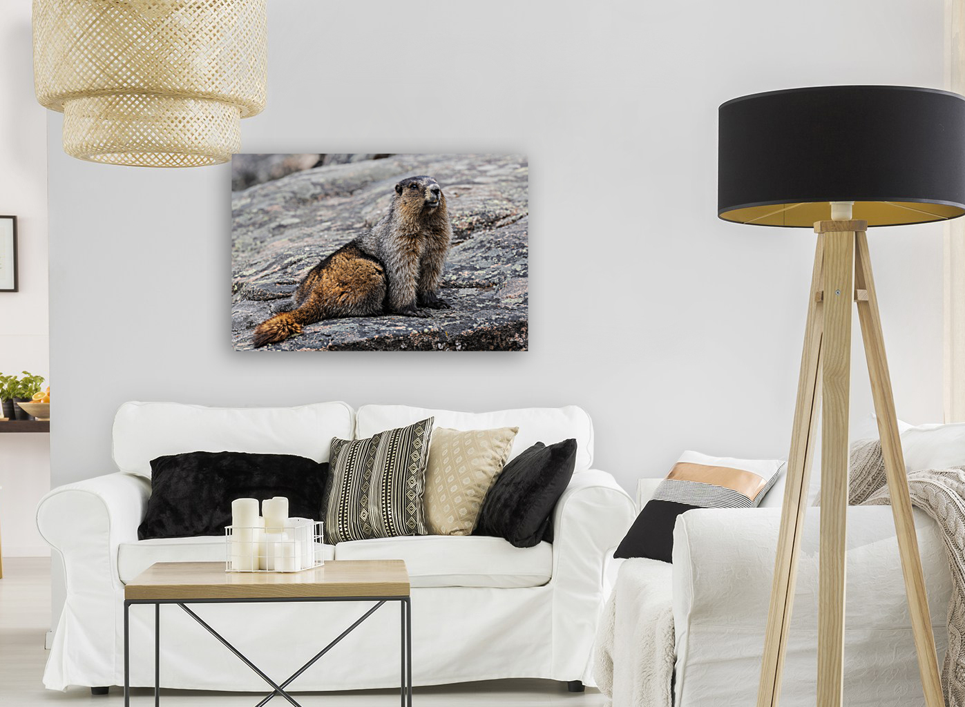 Hoary Marmot Reproduction