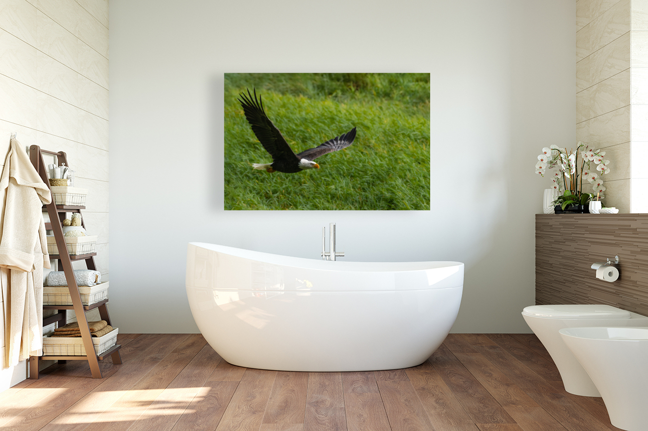 Bald Eagle Reproduction