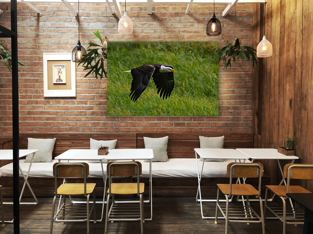 Bald Eagle Reproduction