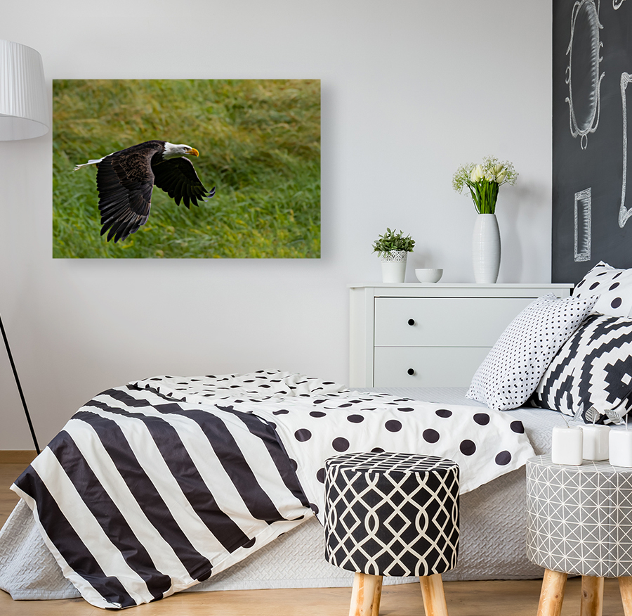 Bald Eagle Reproduction