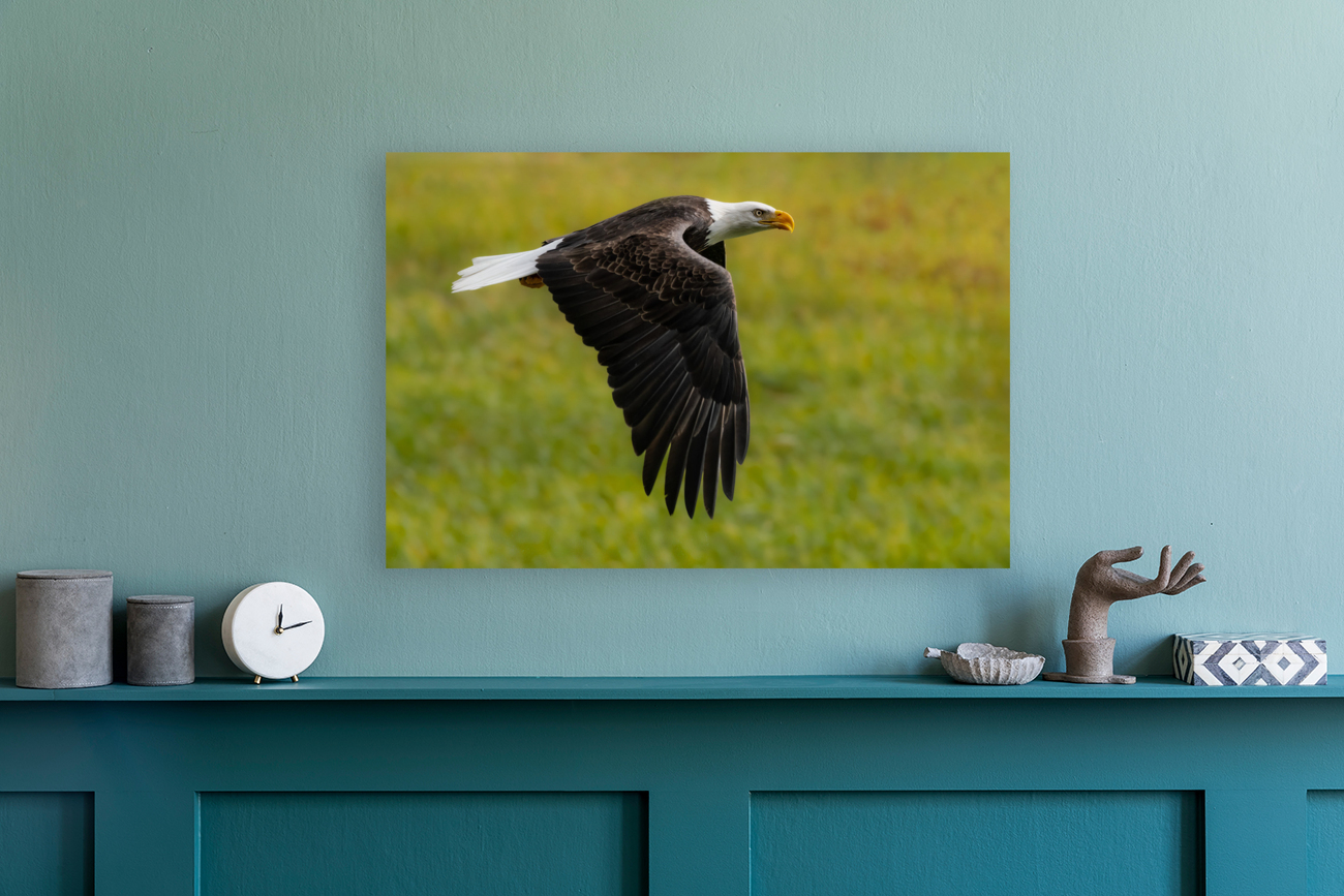 Bald Eagle Reproduction