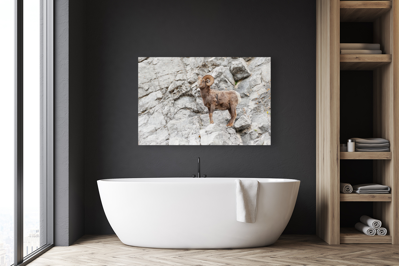 Bighorn Ram Reproduction