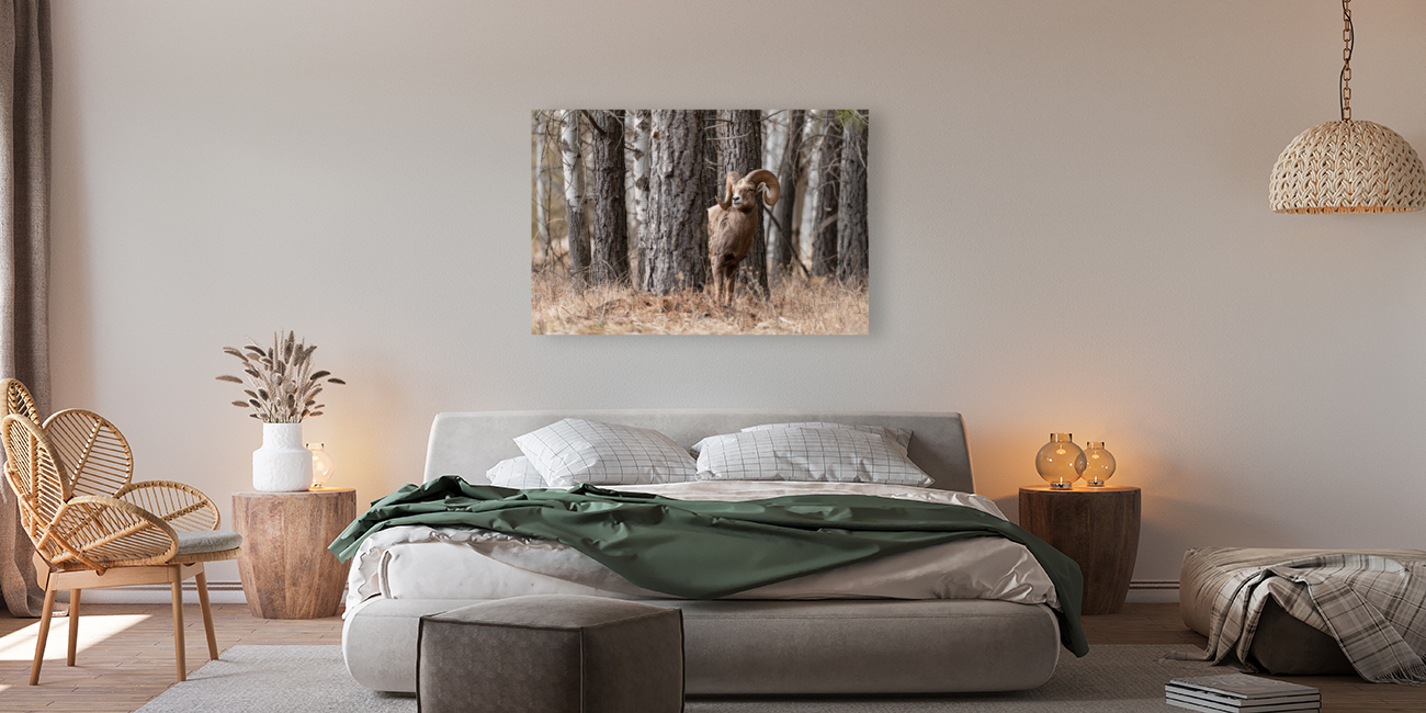 Bighorn Ram Reproduction