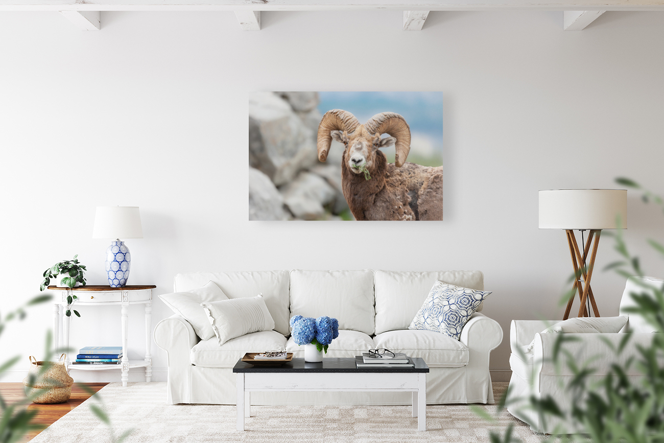 Bighorn Ram Reproduction