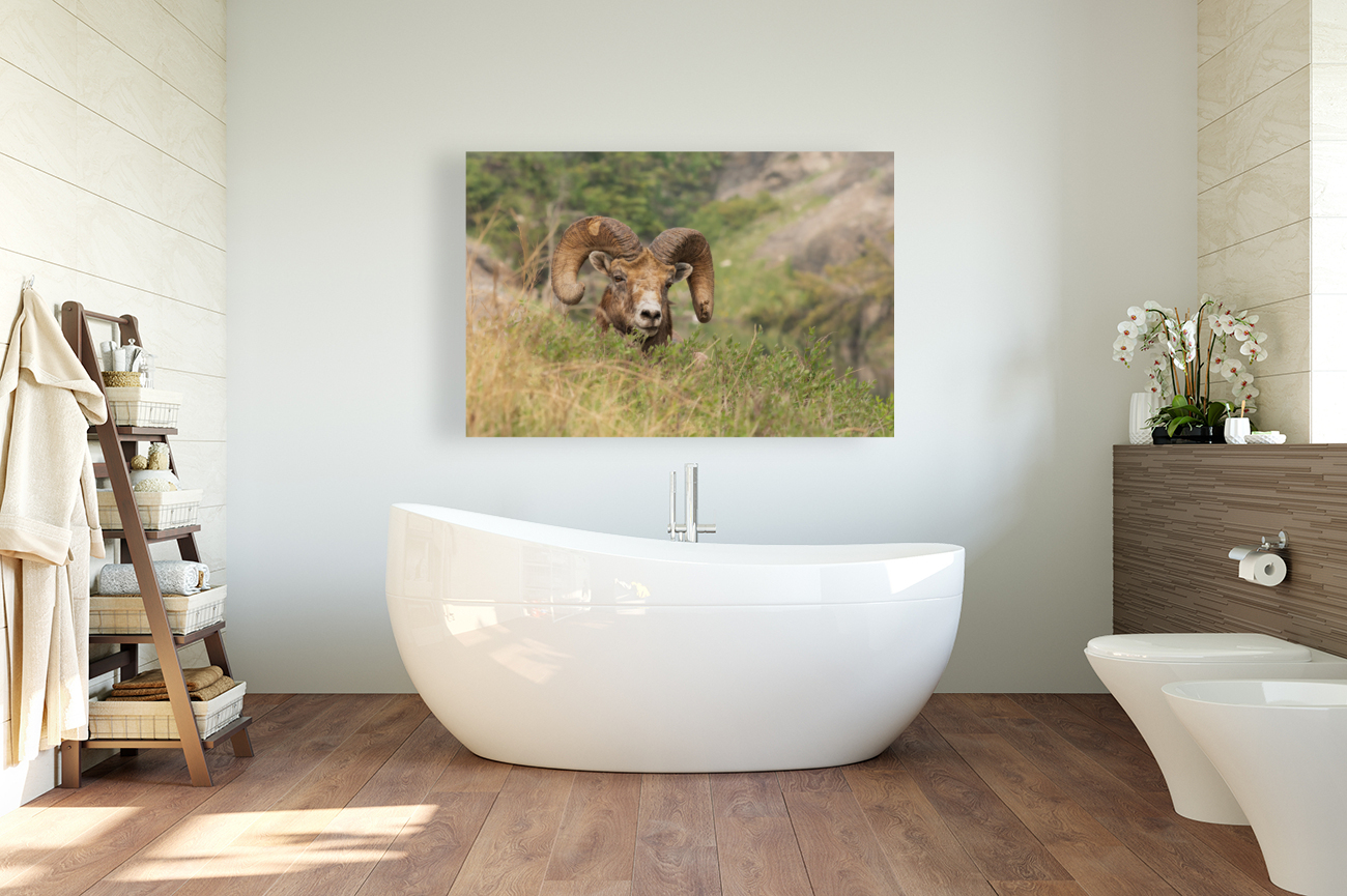 Bighorn Ram Reproduction