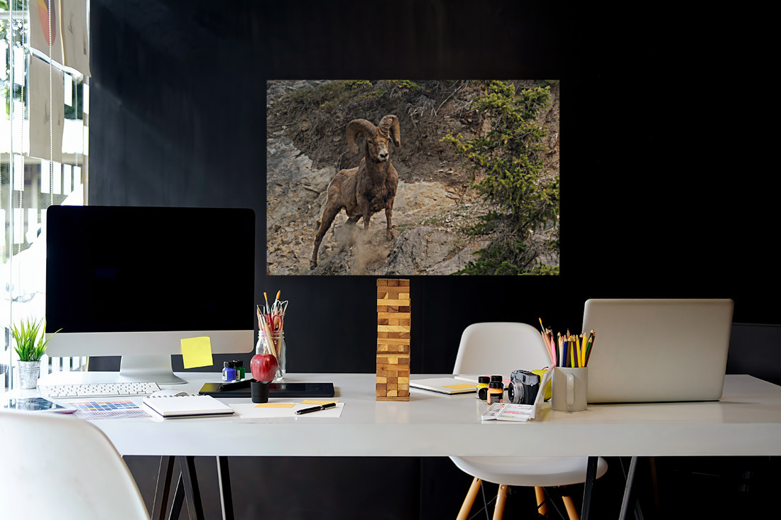 Bighorn Ram Reproduction