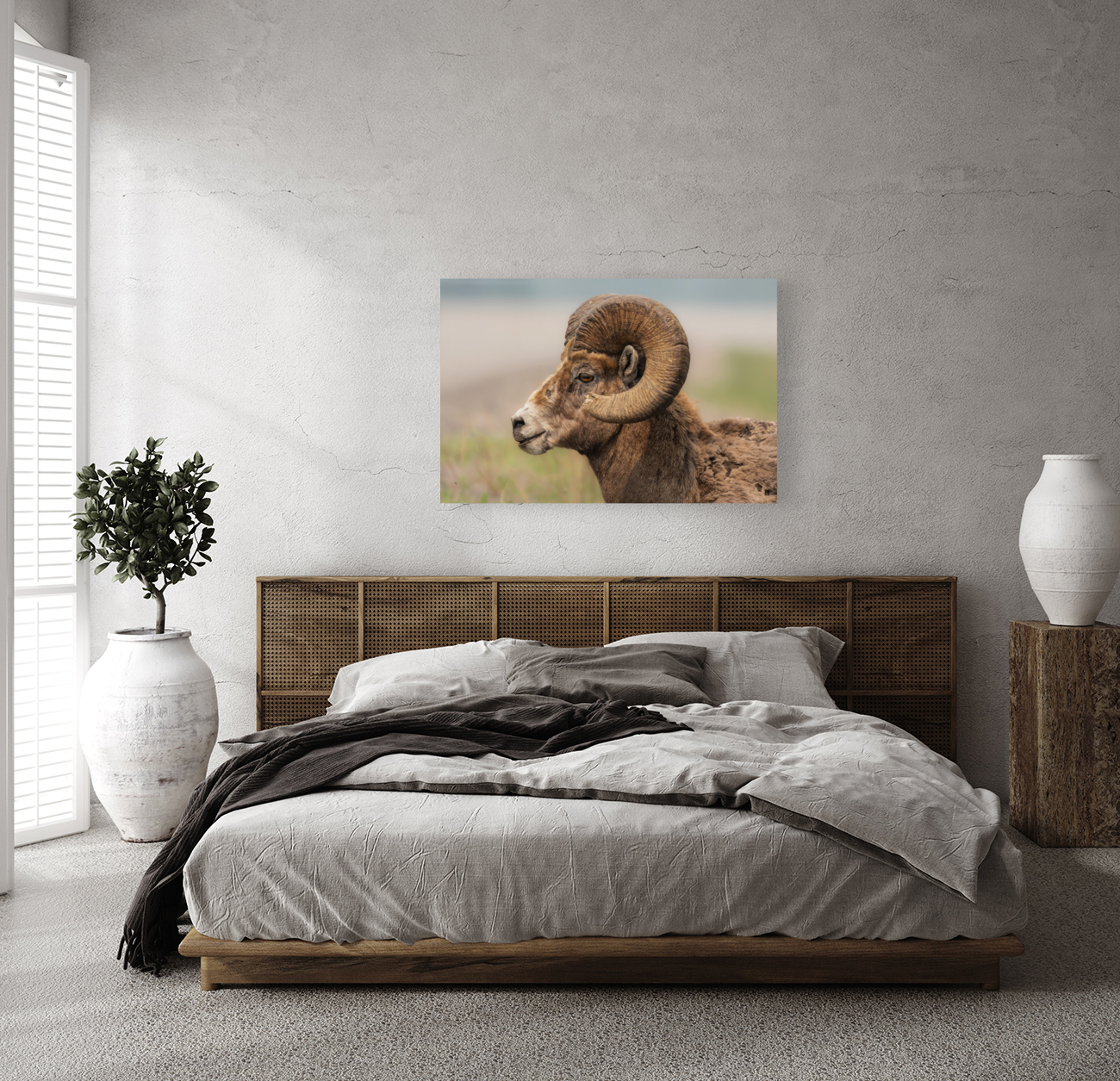 Bighorn Ram Reproduction