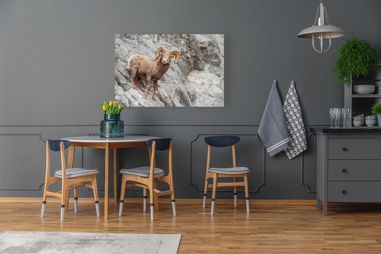 Bighorn Ram Reproduction