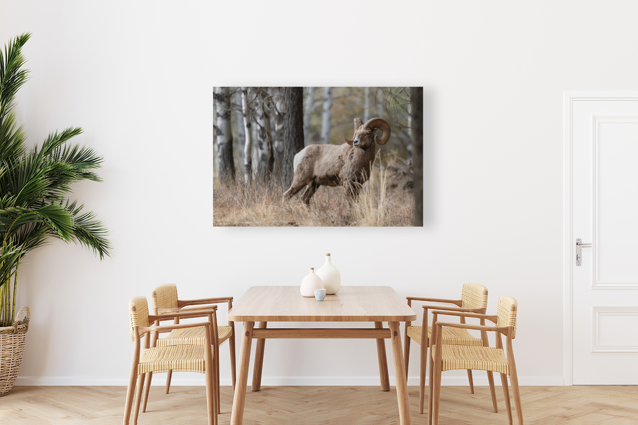 Bighorn Ram Reproduction