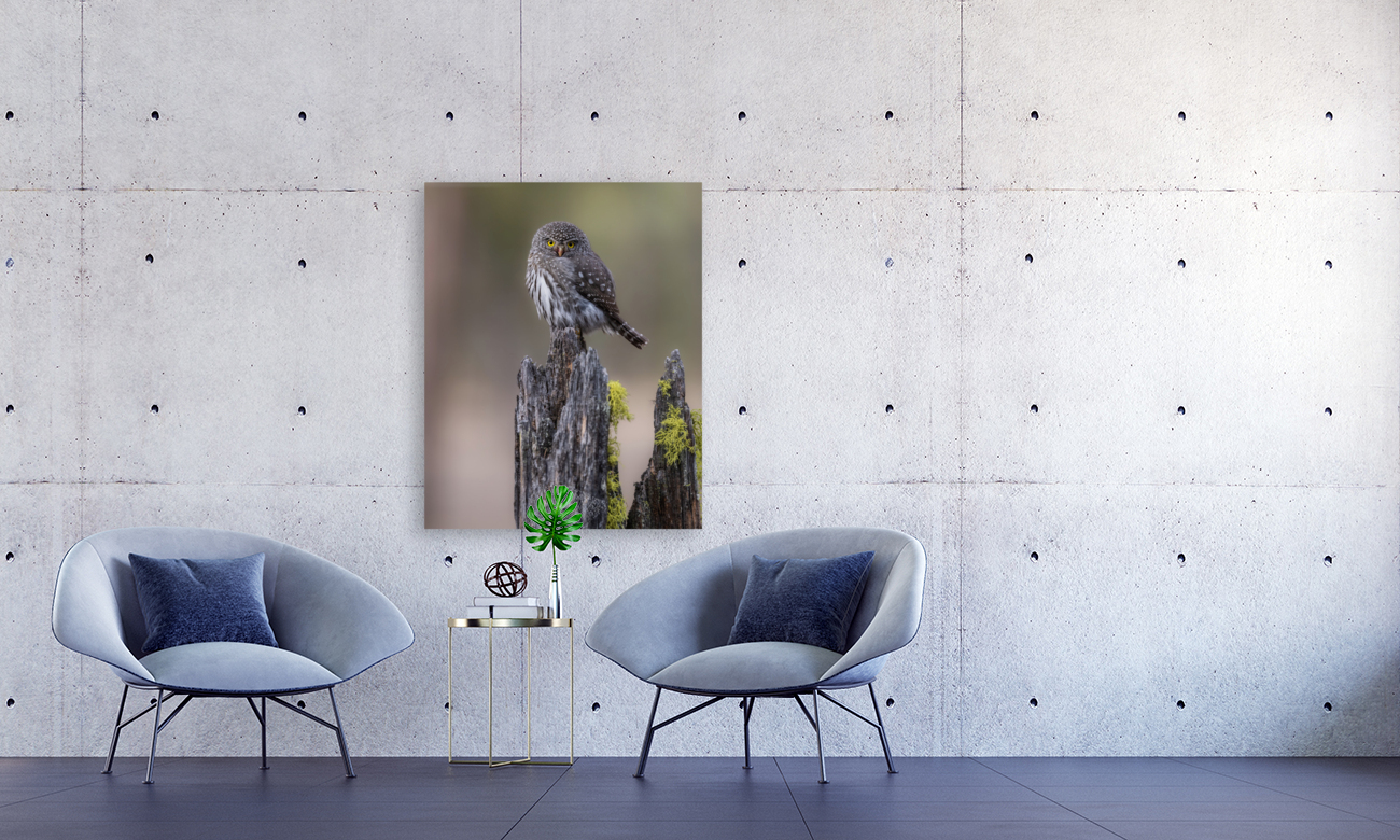 Northern Pygmy Owl Reproduction