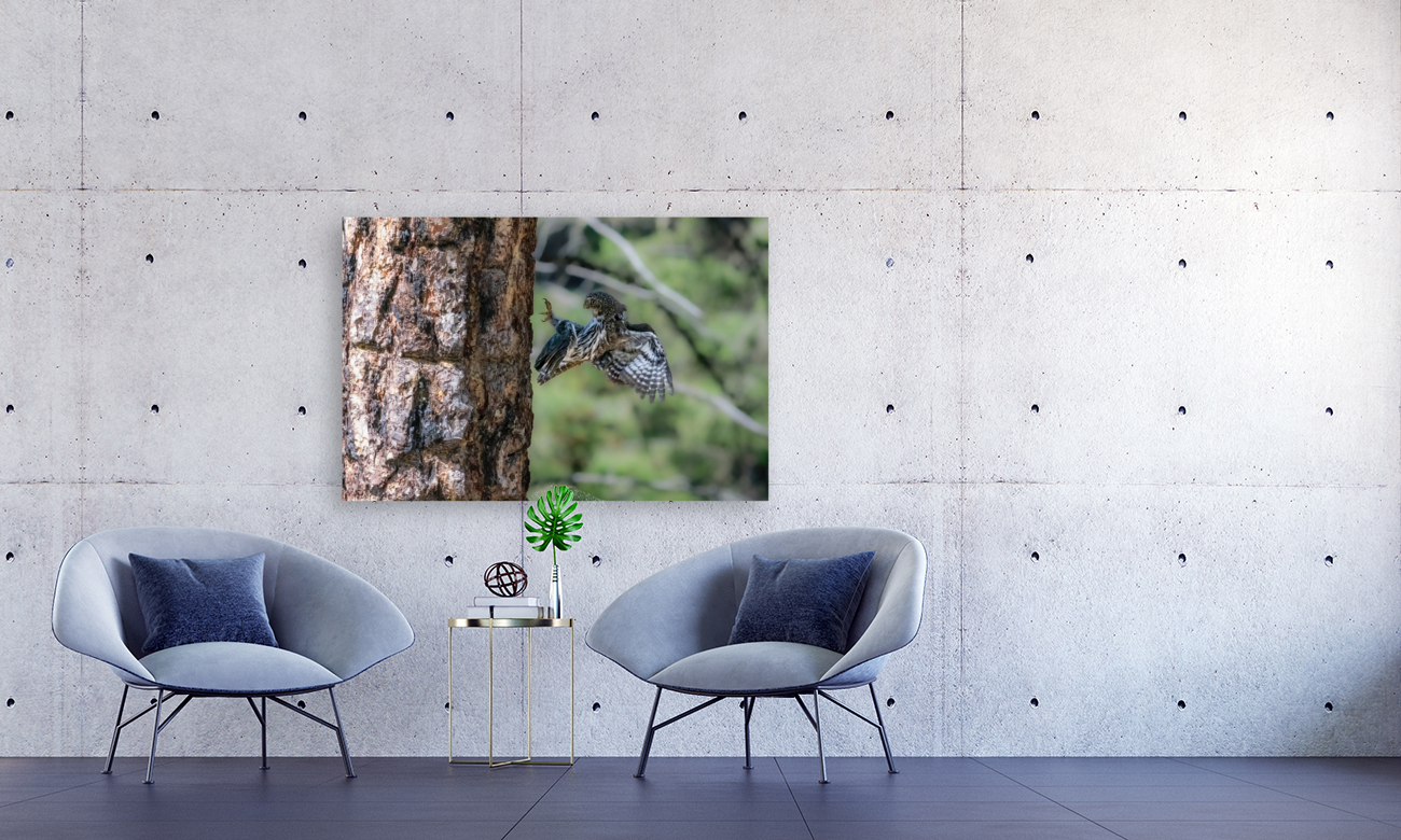 Northern Pygmy Owl Reproduction