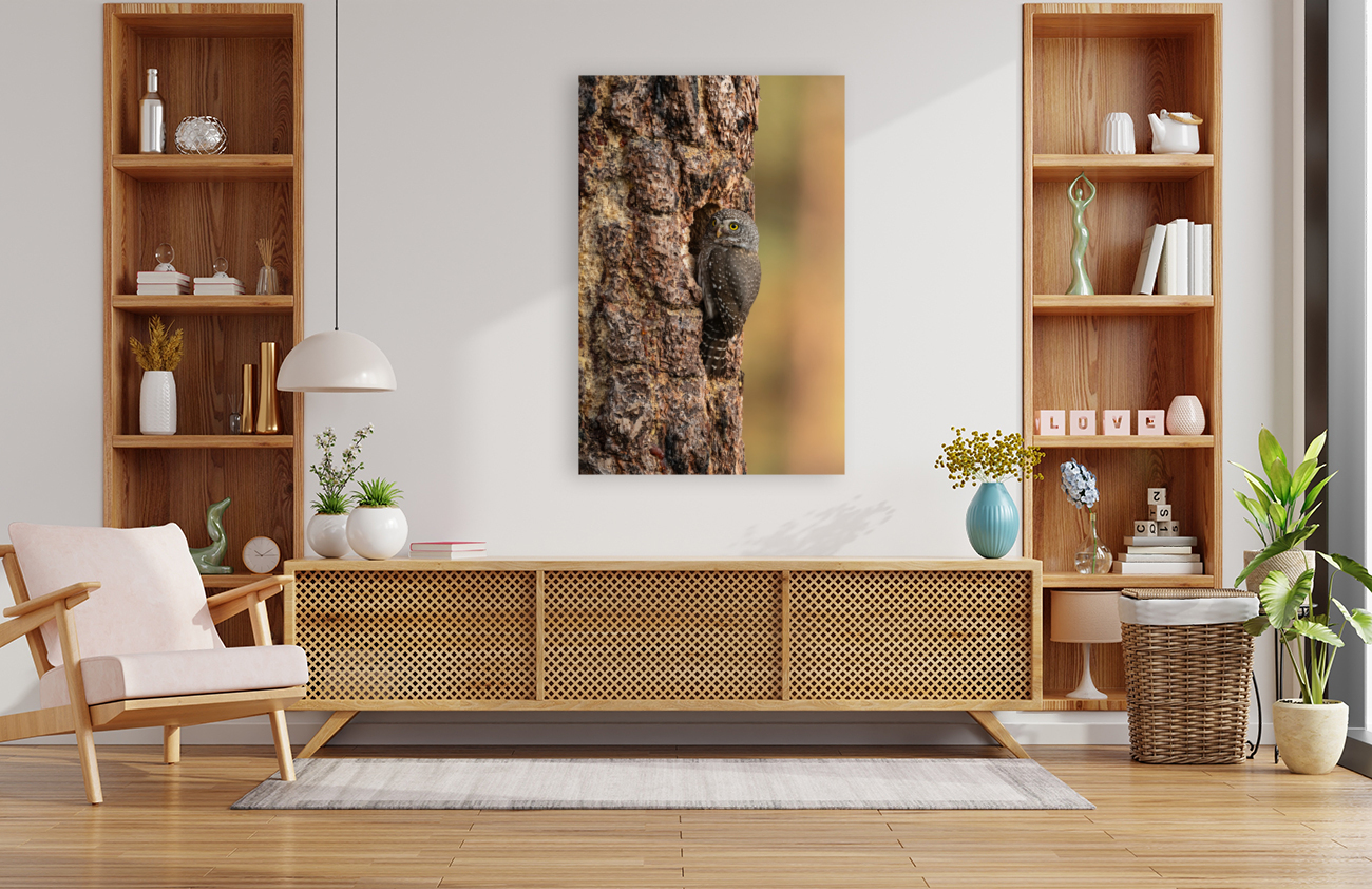 Northern Pygmy Owl Reproduction