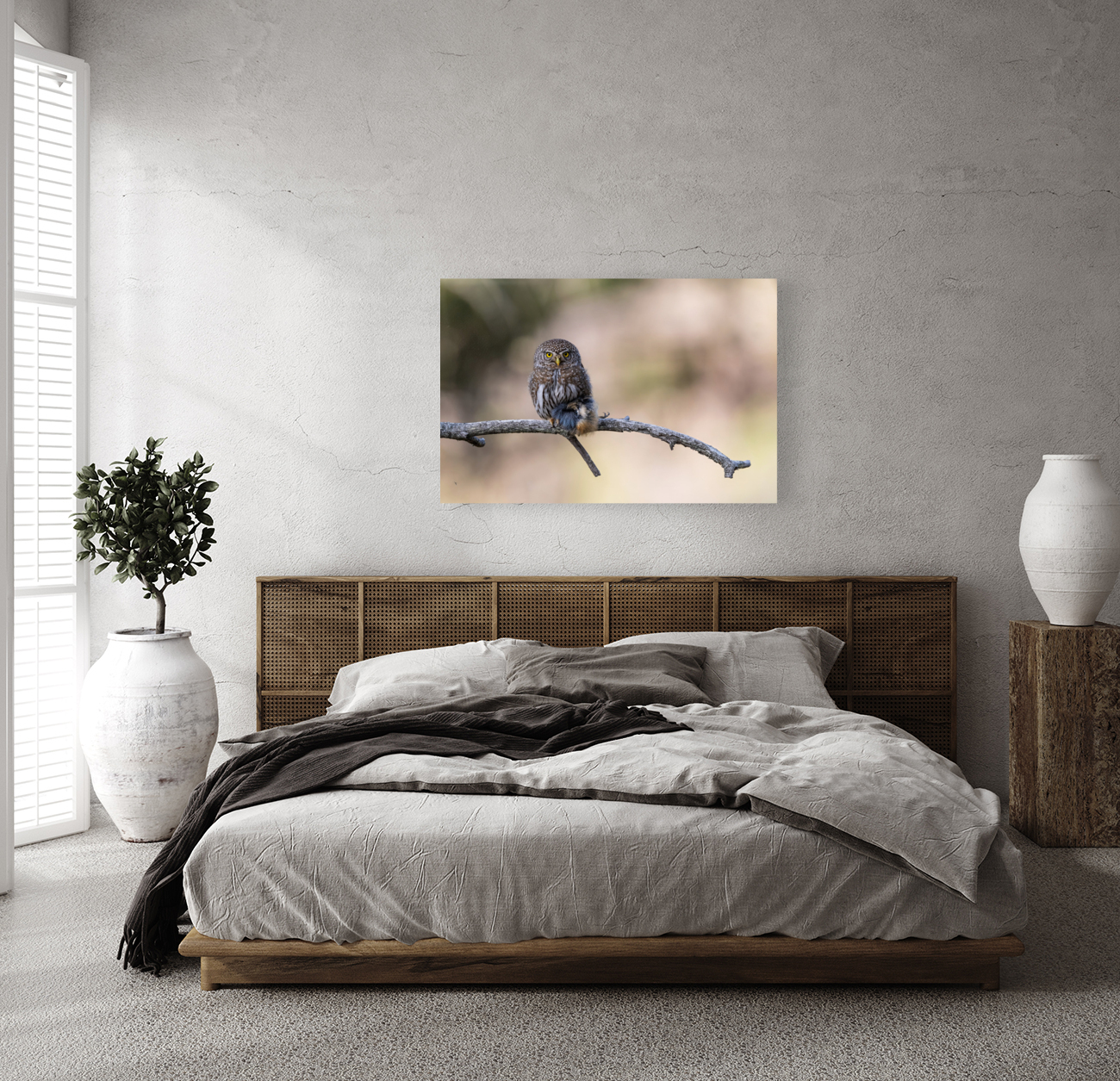 Northern Pygmy Owl Reproduction