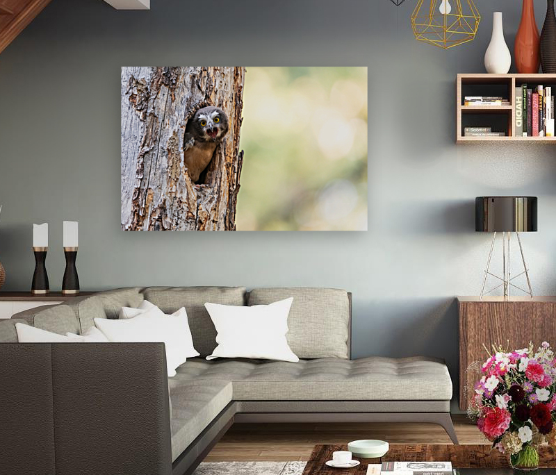 Northern Saw-Whet Owlet Reproduction