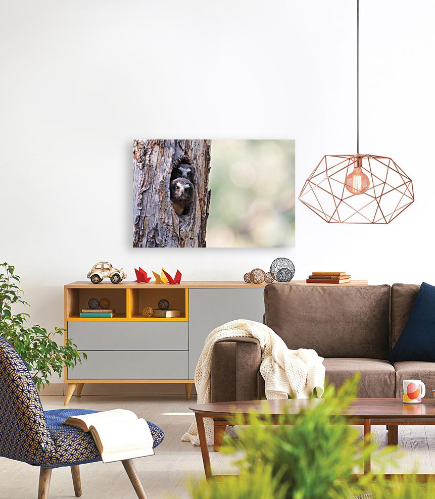 Northern Saw-Whet Owlets Reproduction