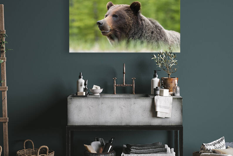 Grizzly Boar Reproduction