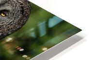 Great Gray Owl HD Metal print