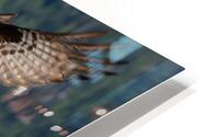 Osprey HD Metal print