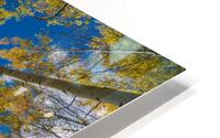 Fall Aspens HD Metal print