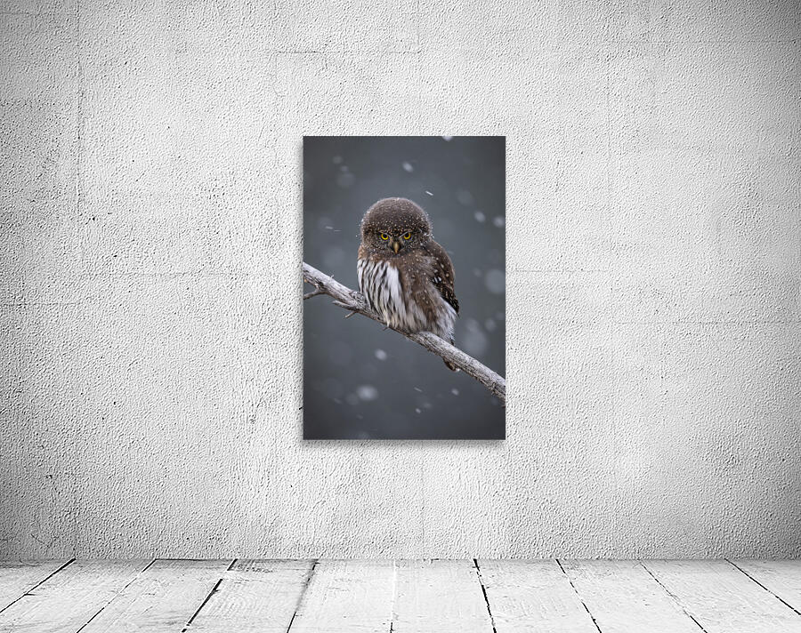 Northern Pygmy Owl Wall Preview