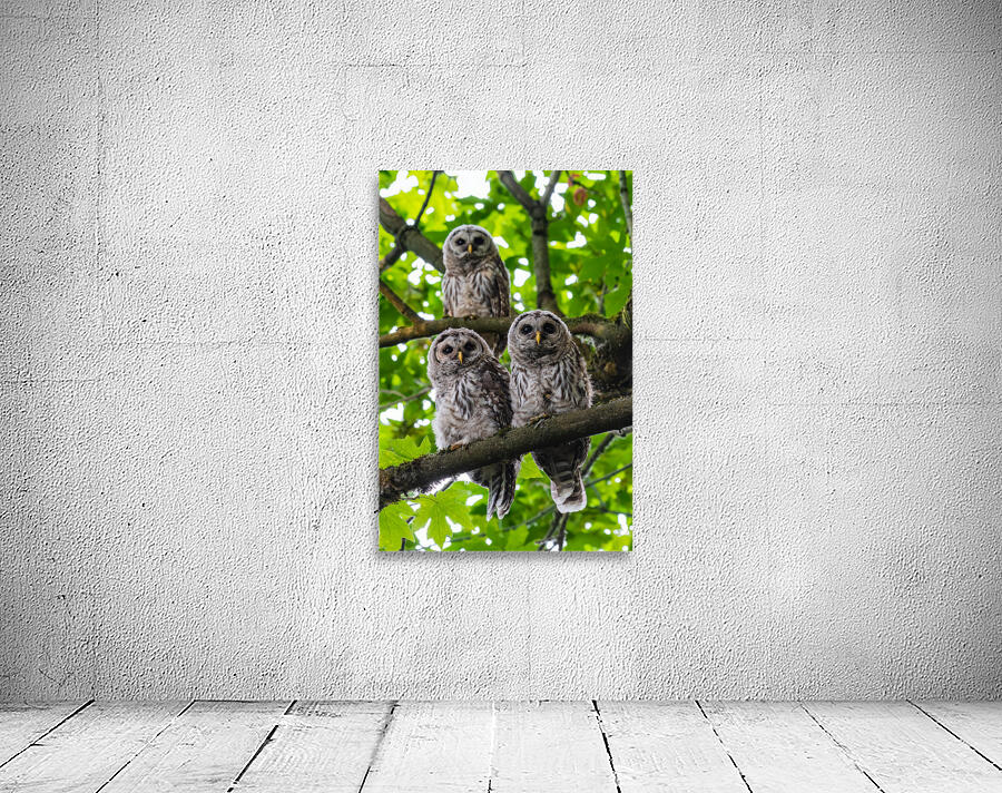 Barred Owlets Wall Preview