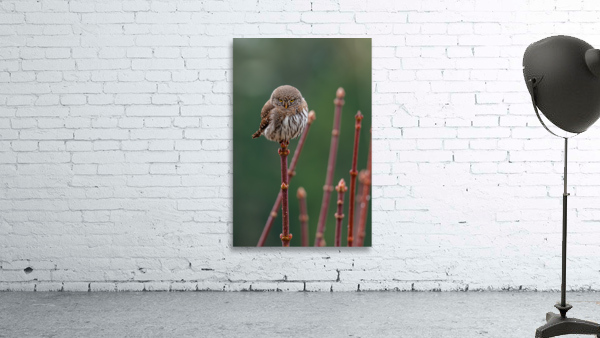 Northern Pygmy Owl Wall Preview