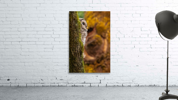 Barred Owlet Wall Preview
